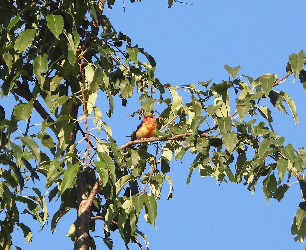 Scarlet Tanager - ML641076146