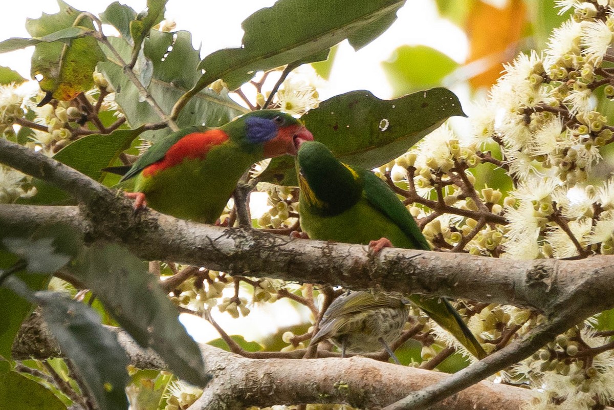 Red-flanked Lorikeet - ML641076153