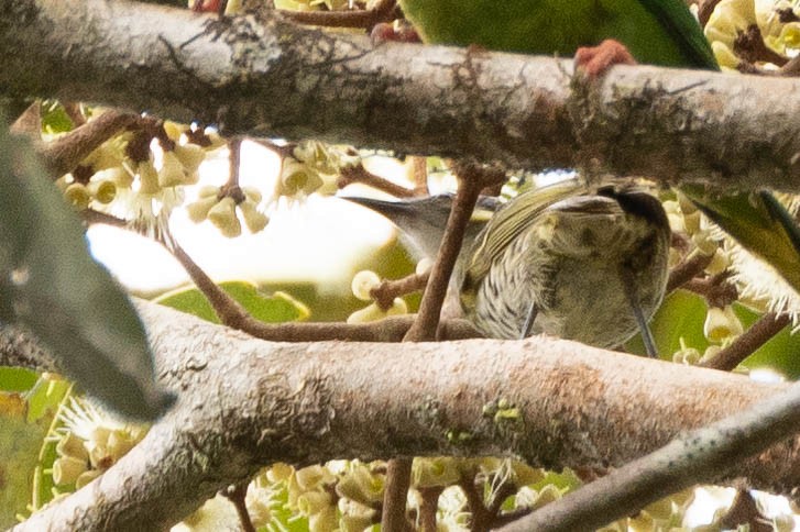 Spotted Honeyeater - ML641076178