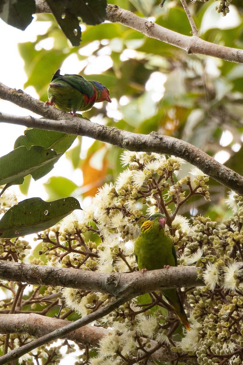 Red-flanked Lorikeet - ML641076185