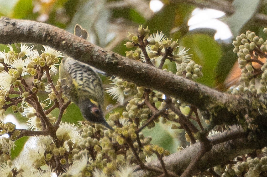 Spotted Honeyeater - ML641076203