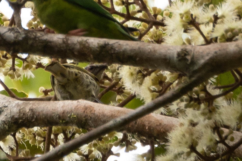 Spotted Honeyeater - ML641076206