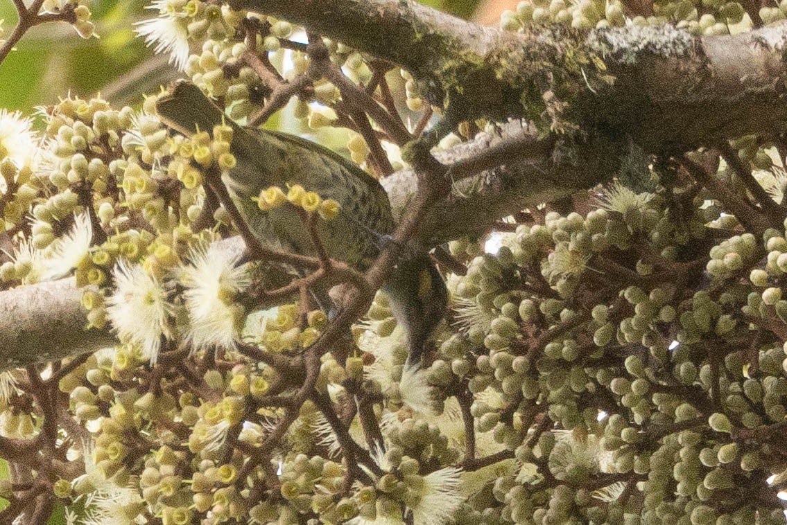 Spotted Honeyeater - ML641076209