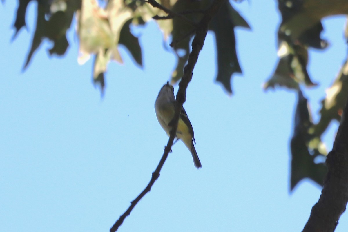 White-eyed Vireo - ML641076222