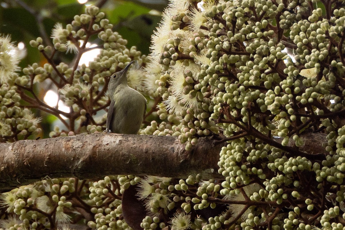 Spectacled Longbill - ML641076226