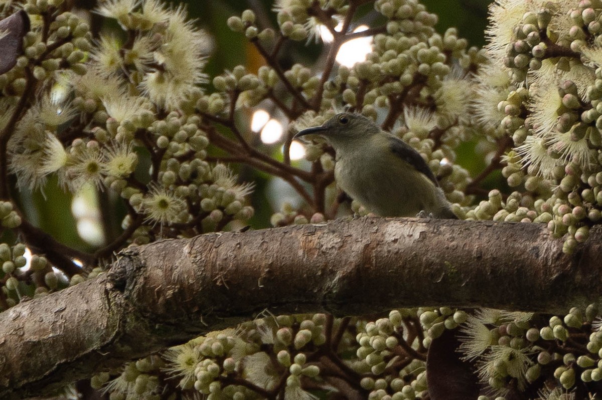 Spectacled Longbill - ML641076227