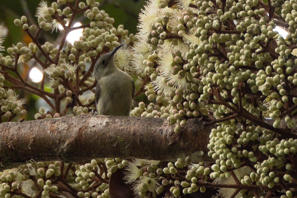 Spectacled Longbill - ML641076230