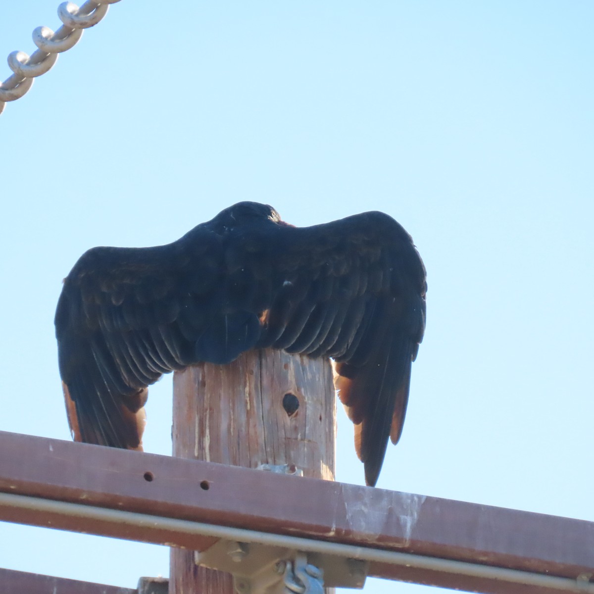 Turkey Vulture - ML641076250