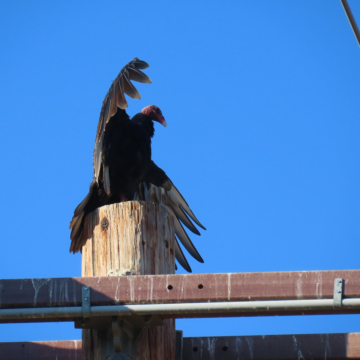 Turkey Vulture - ML641076258