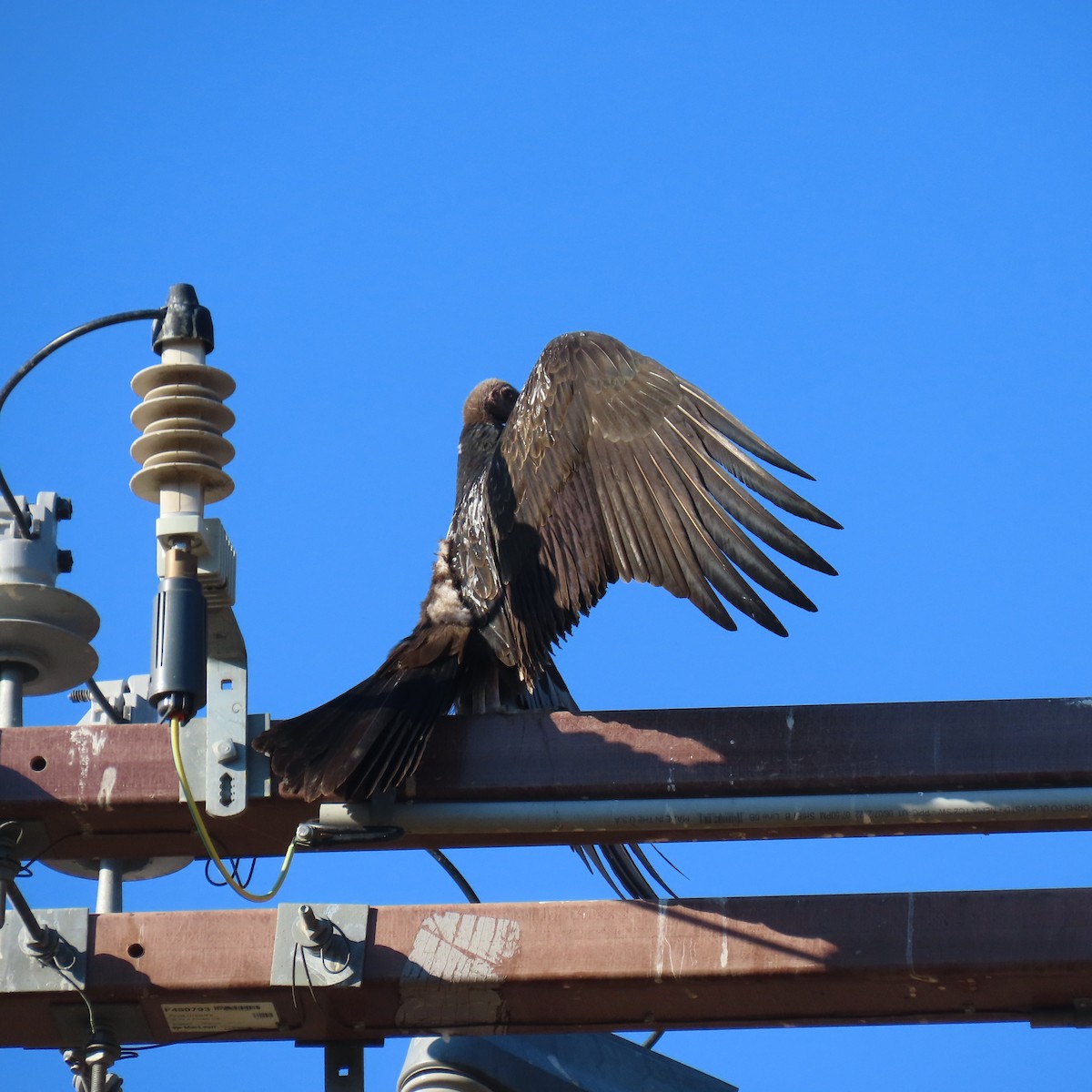 Turkey Vulture - ML641076260