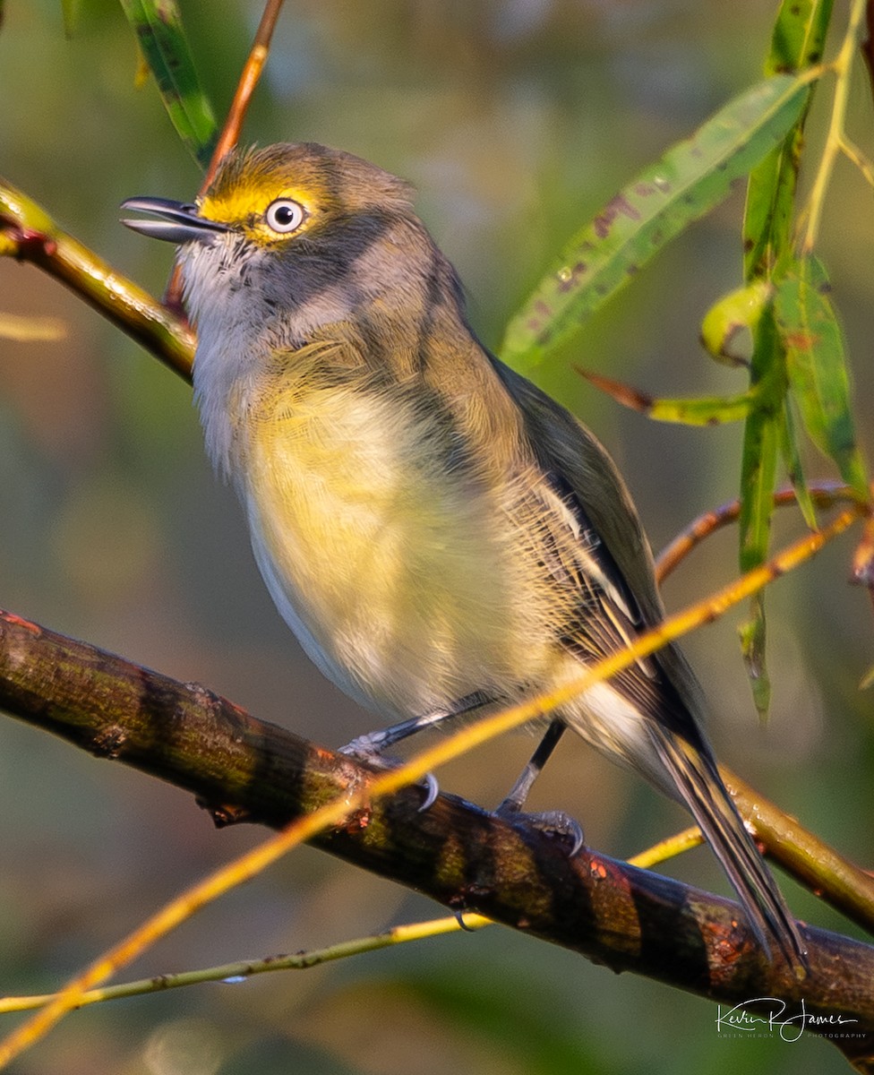 White-eyed Vireo - ML641076269
