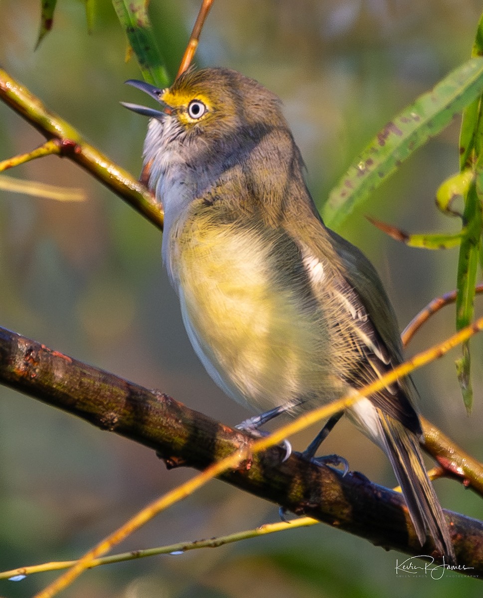 White-eyed Vireo - ML641076270