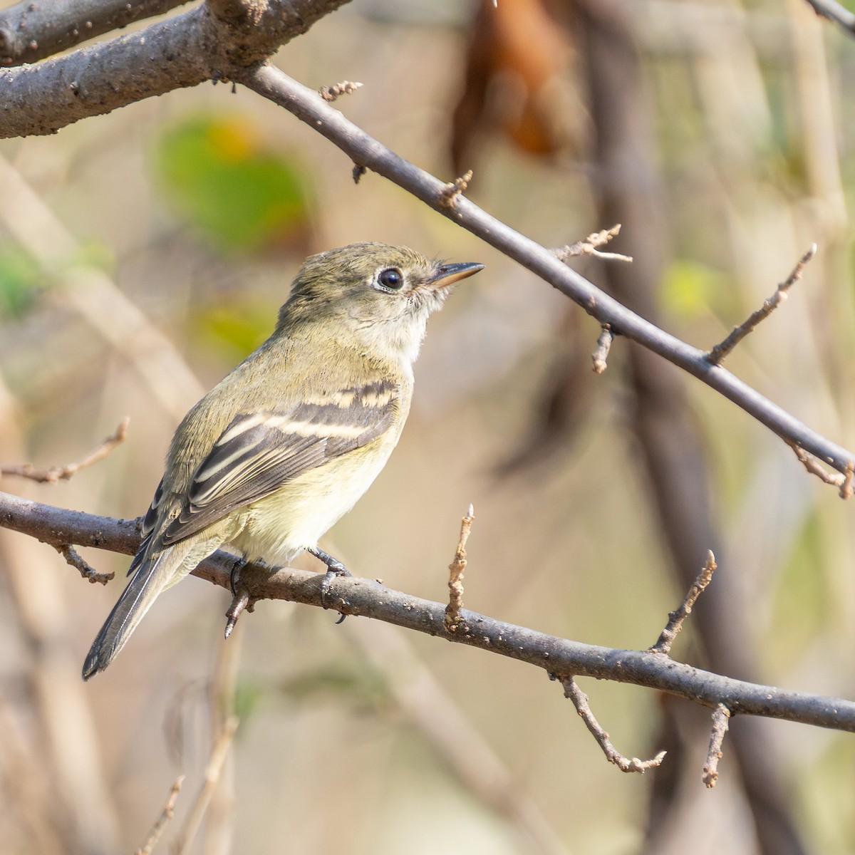 Least Flycatcher - ML641076297