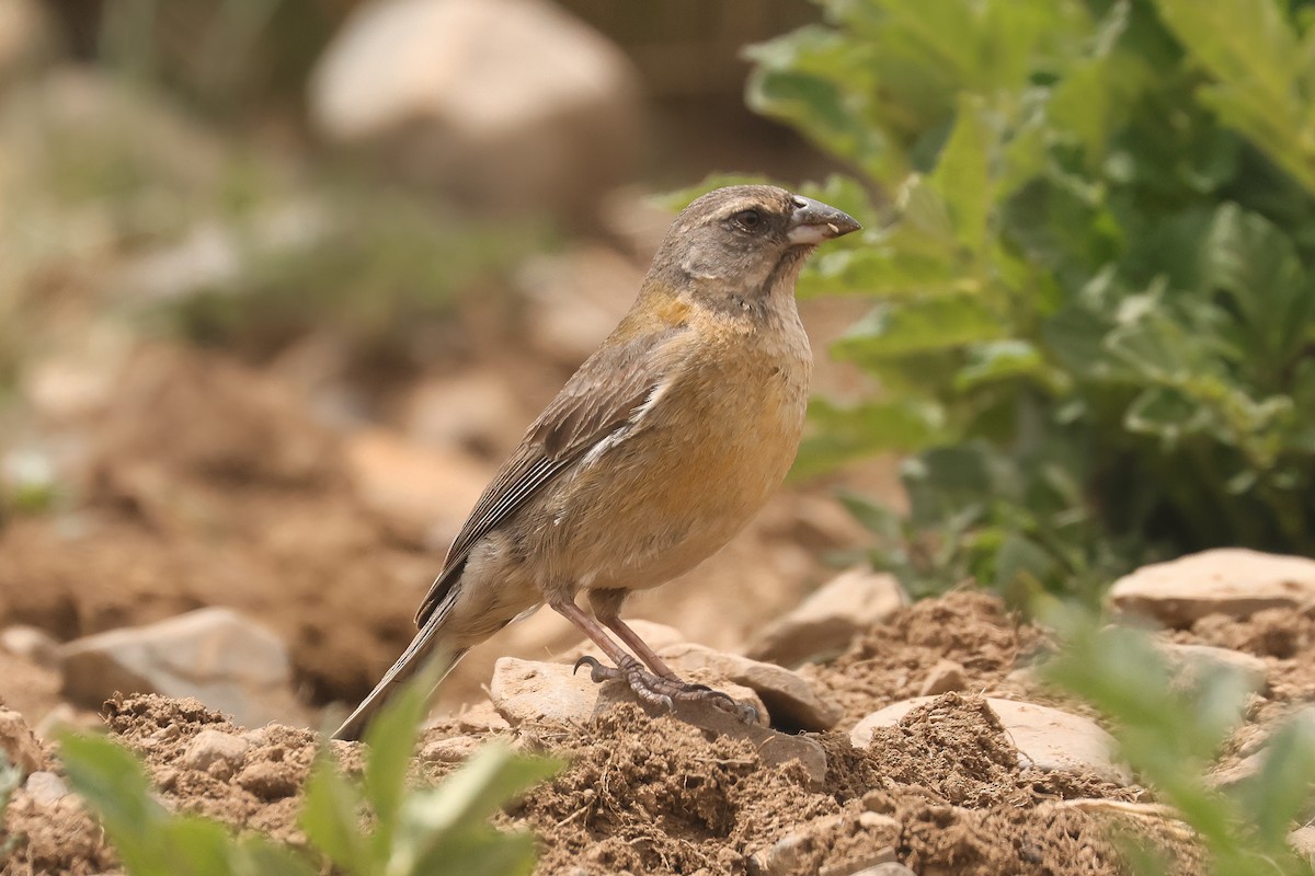 Peruvian Sierra Finch - ML641076308