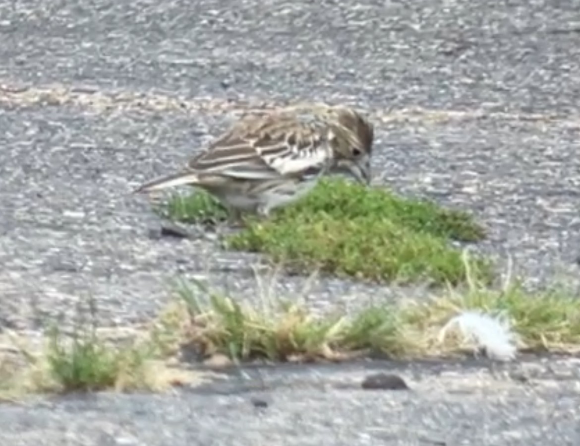 Lark Bunting - ML641076317