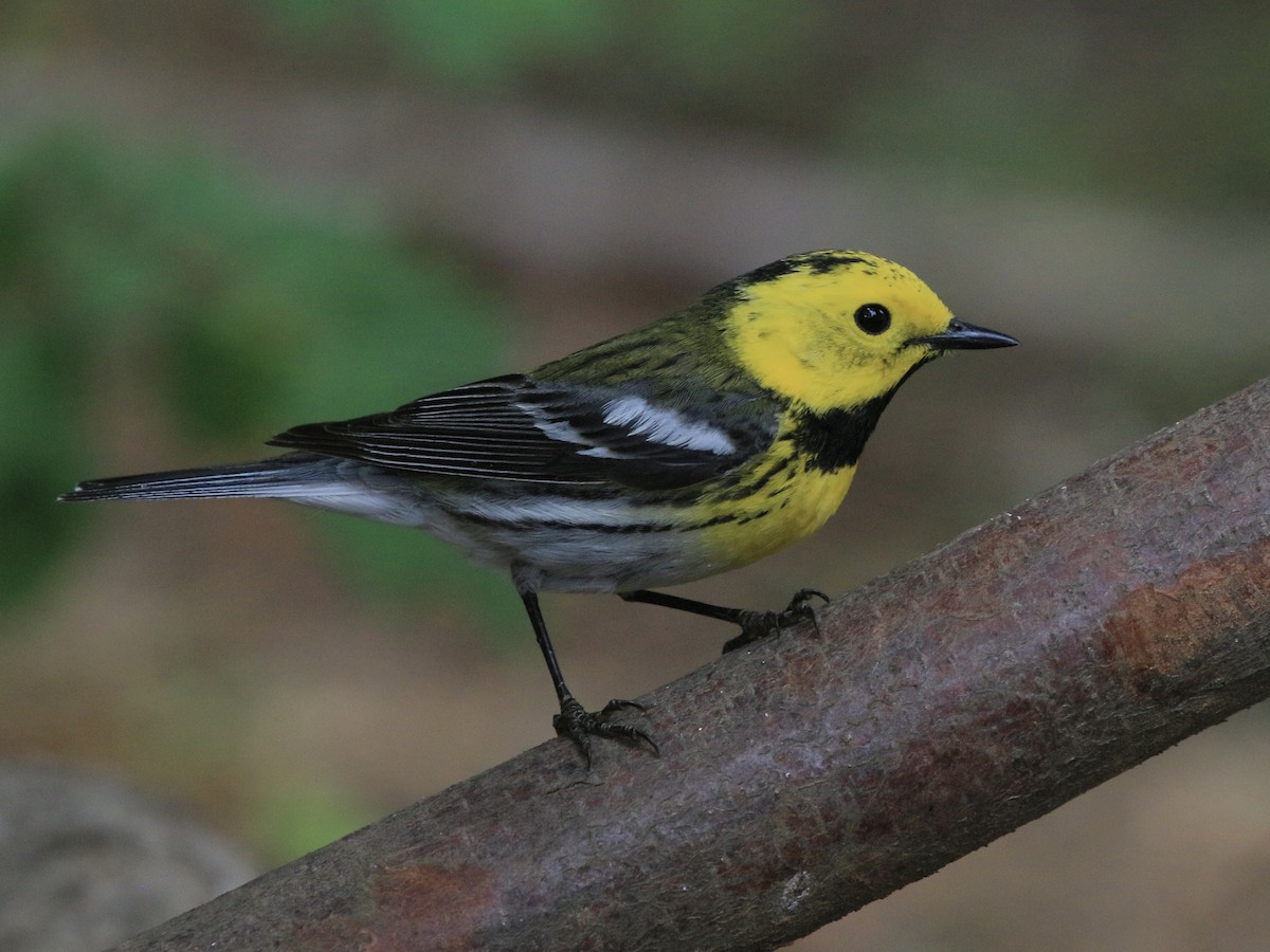 Townsend's x Hermit Warbler (hybrid) - ML641076344