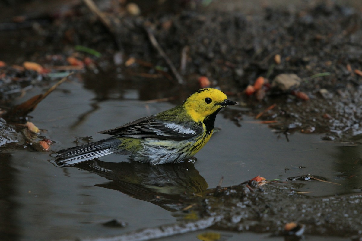Townsend's x Hermit Warbler (hybrid) - ML641076355
