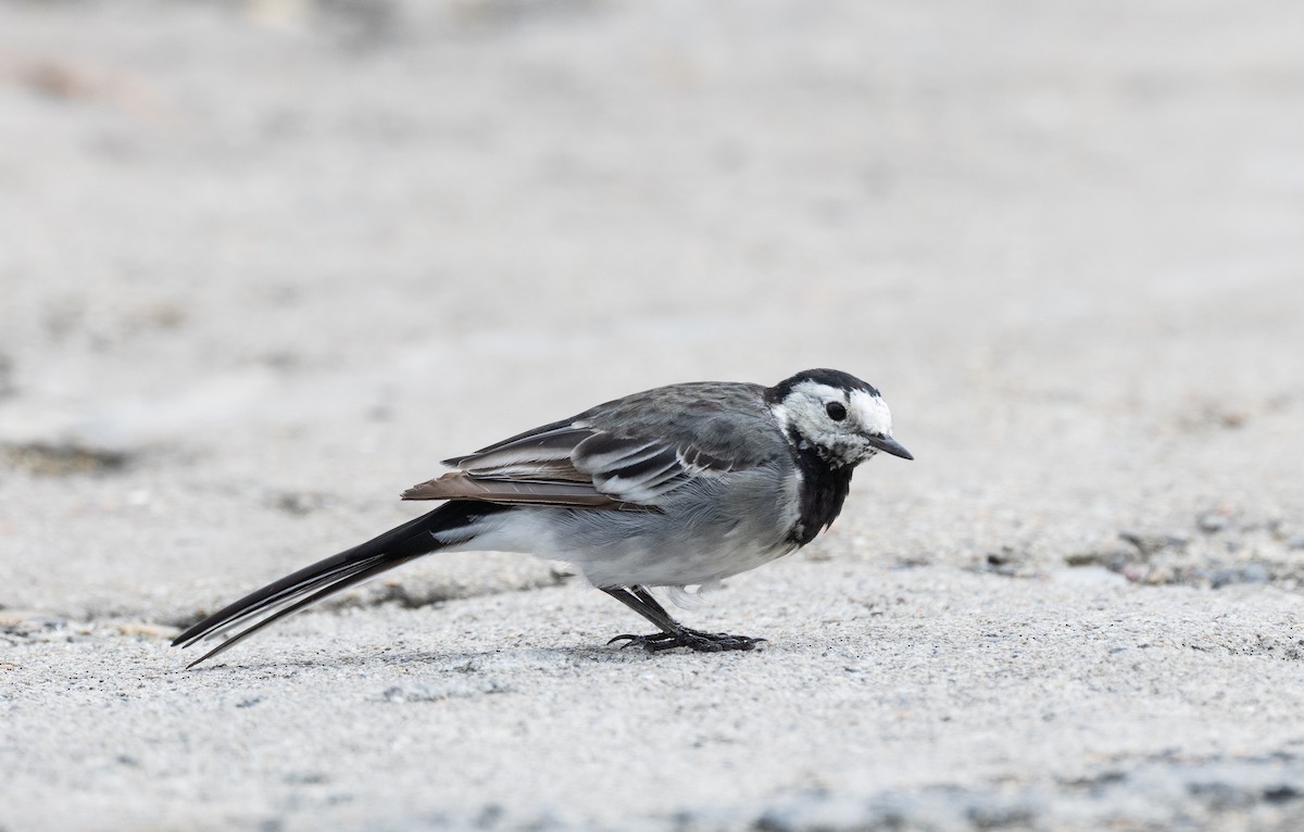 White Wagtail - ML641076364