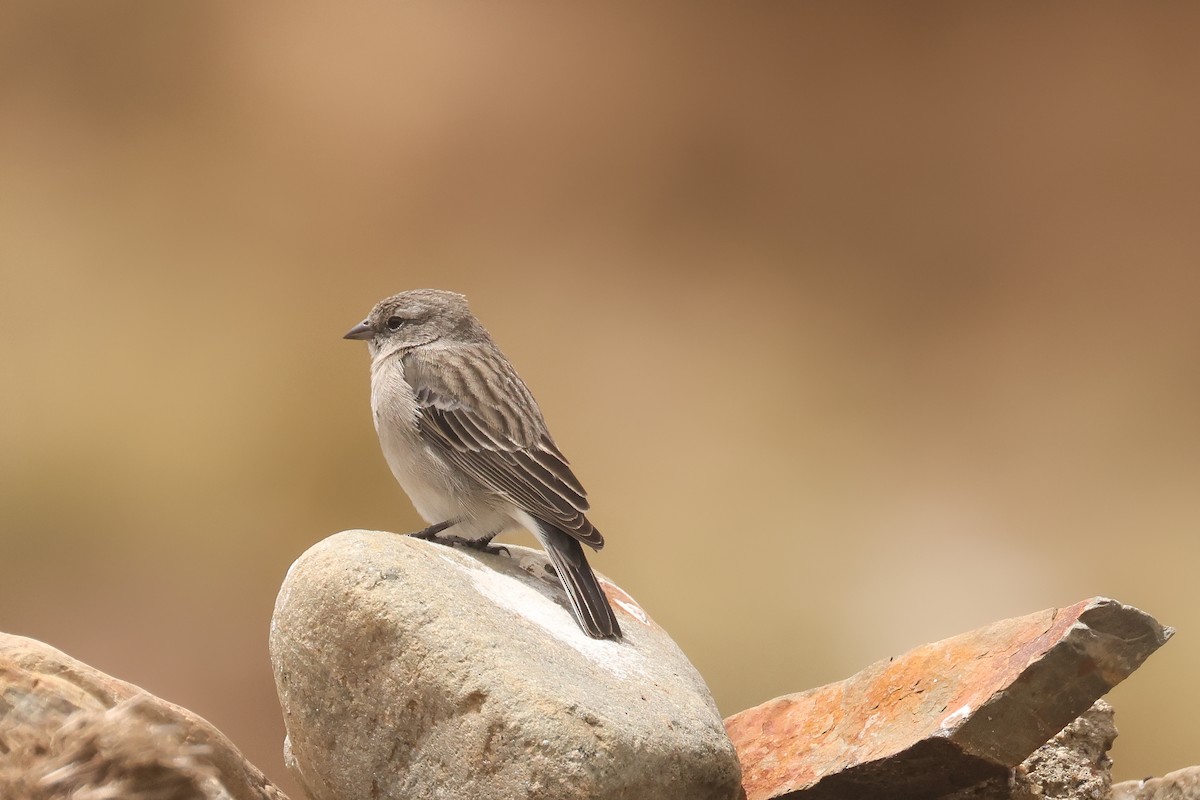 Ash-breasted Sierra Finch - ML641076377