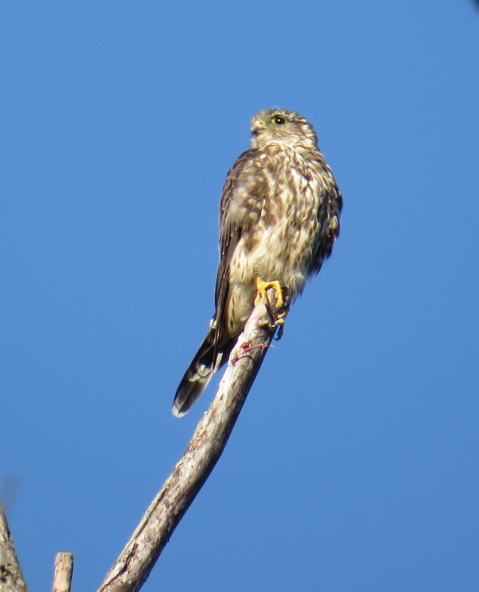 Merlin - ML641076409