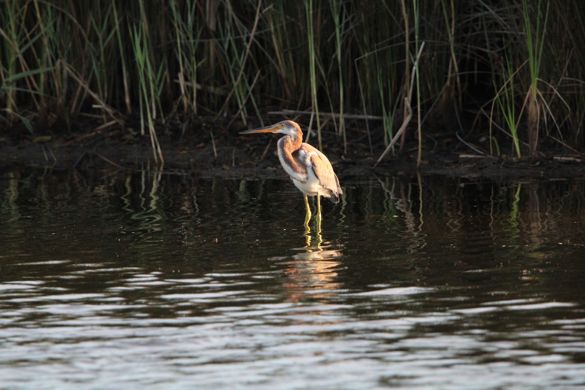 Tricolored Heron - ML641076435