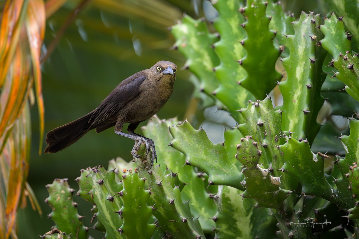 Carib Grackle - ML641076475