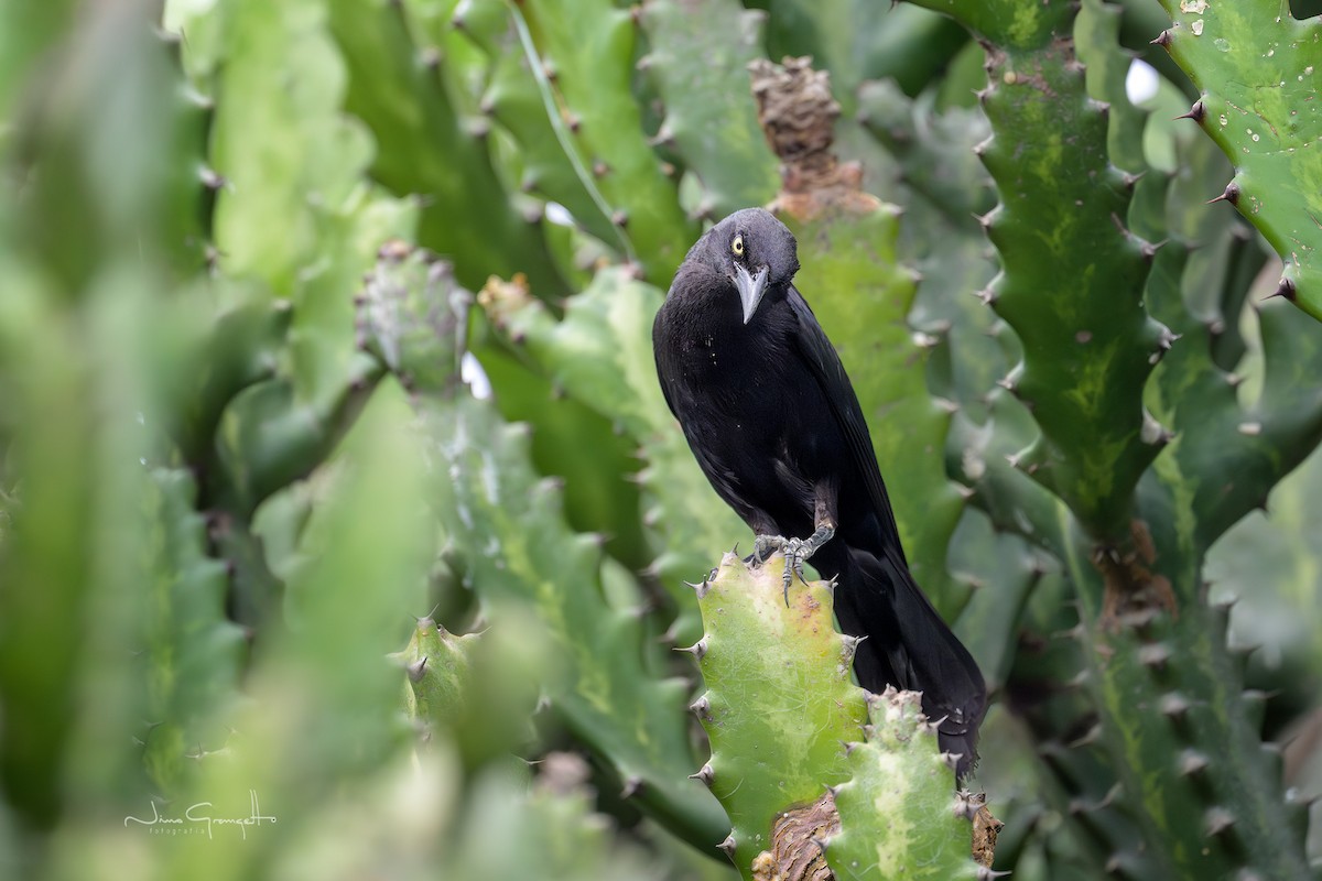 Carib Grackle - ML641076476