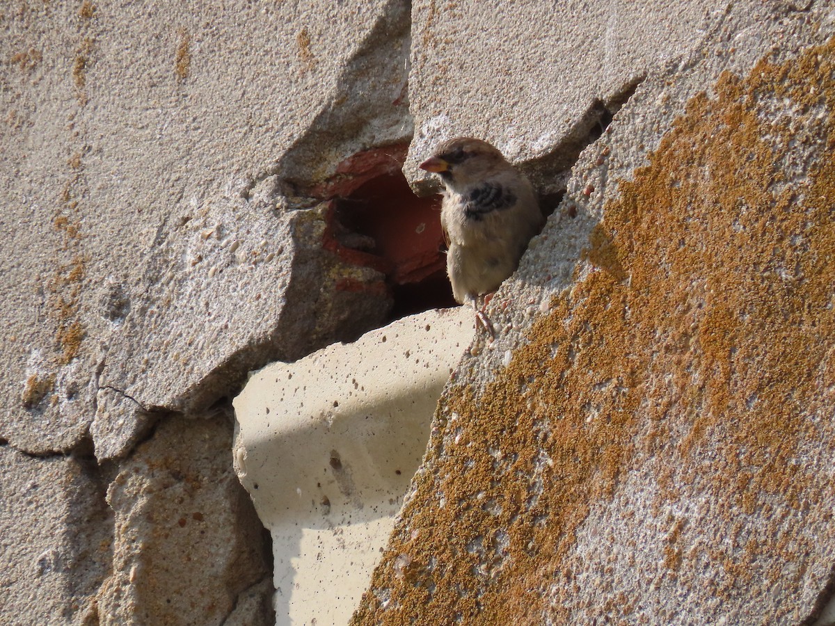 House Sparrow - ML641076478