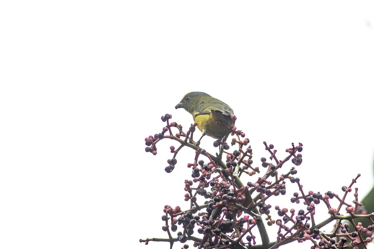 Bronze-green Euphonia - ML641076493