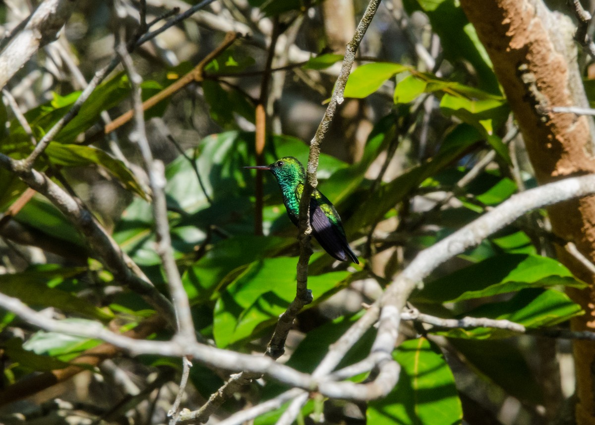 Blue-chinned Sapphire - ML641076506