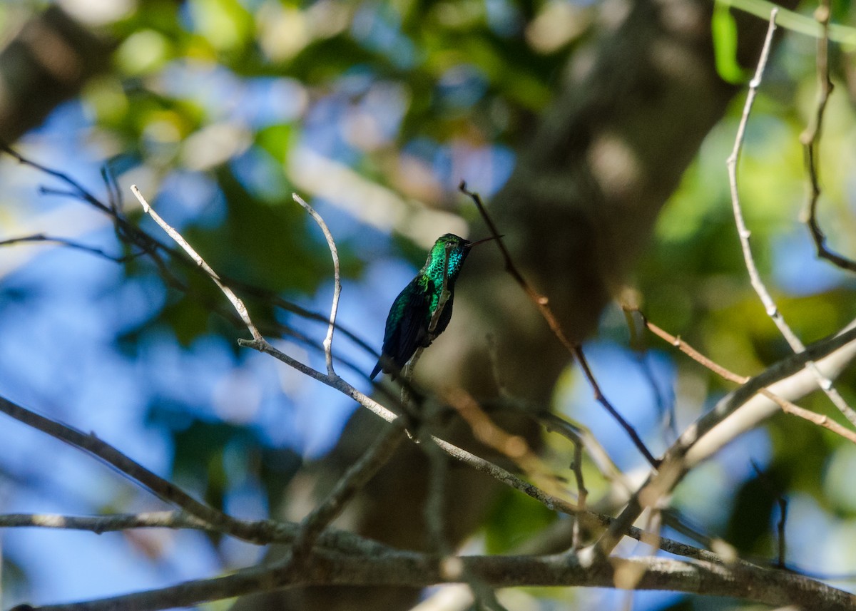 Blue-chinned Sapphire - ML641076507