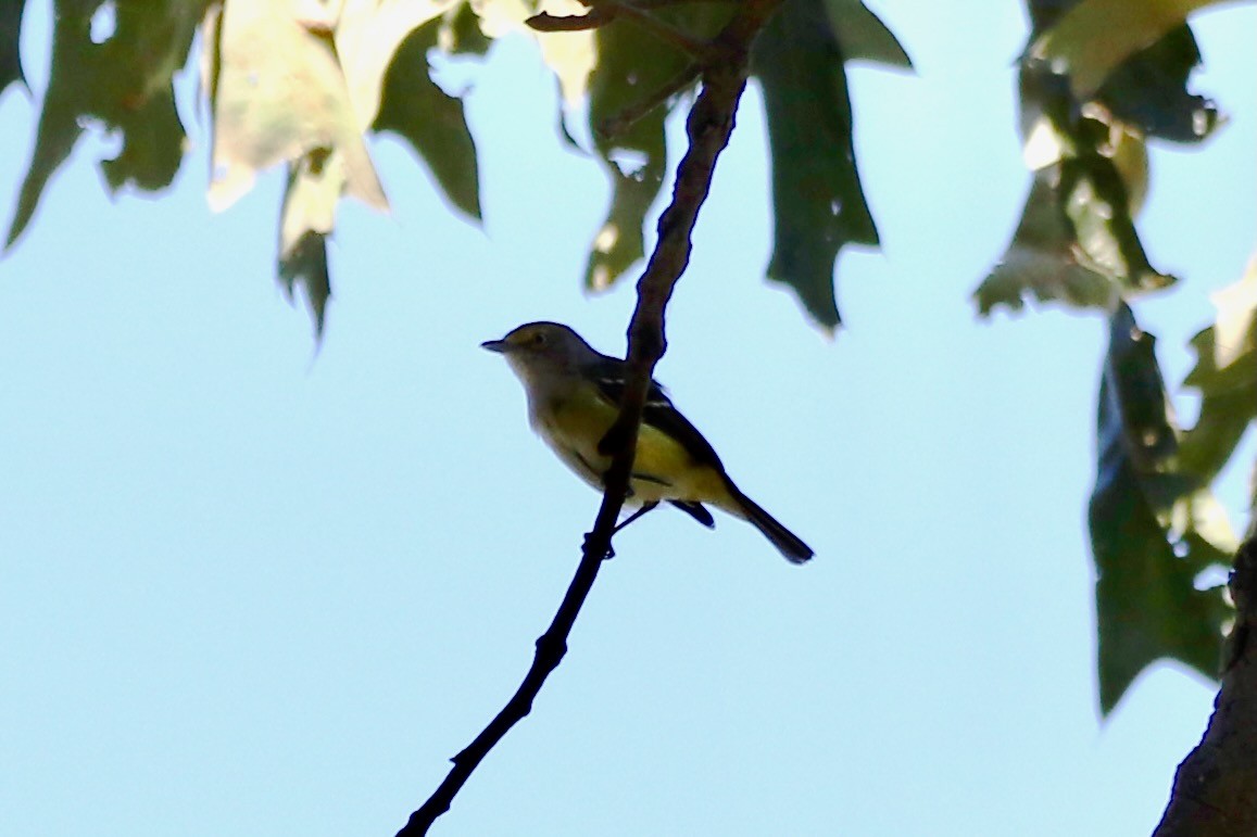 White-eyed Vireo - ML641076510