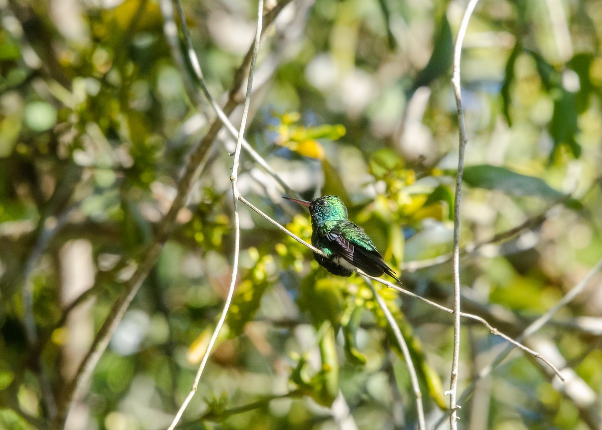 Blue-chinned Sapphire - ML641076512