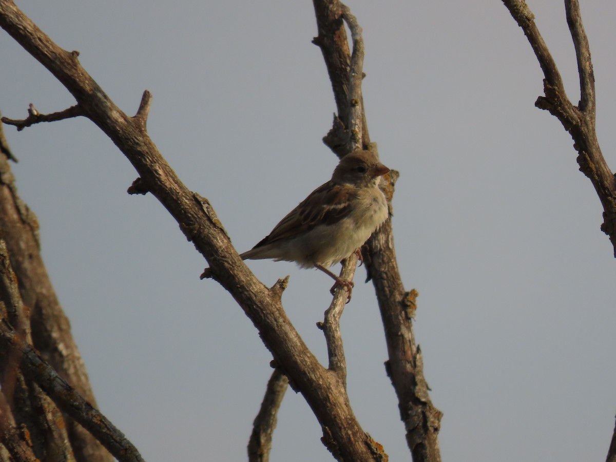 House Sparrow - ML641076520