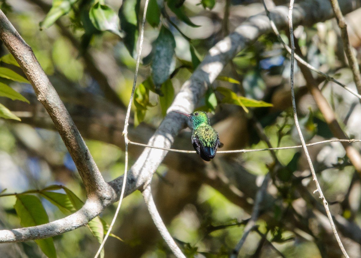 Blue-chinned Sapphire - ML641076524