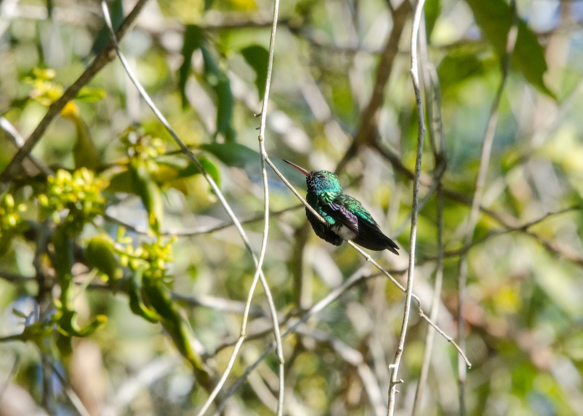 Blue-chinned Sapphire - ML641076525