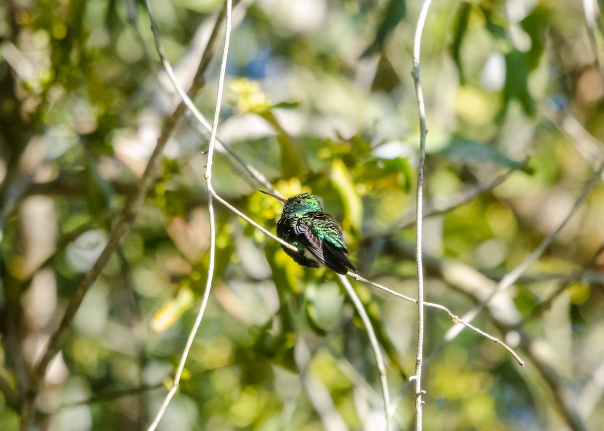 Blue-chinned Sapphire - ML641076527
