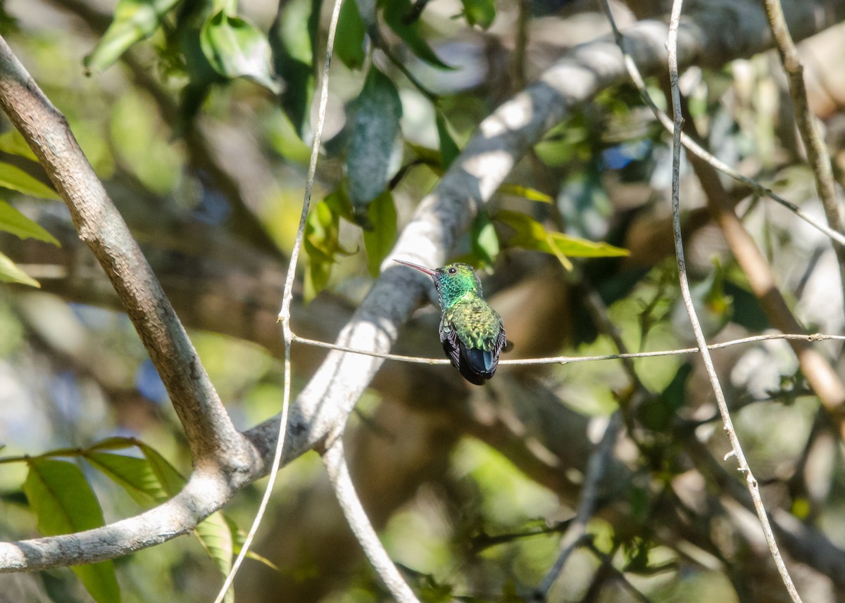 Blue-chinned Sapphire - ML641076528