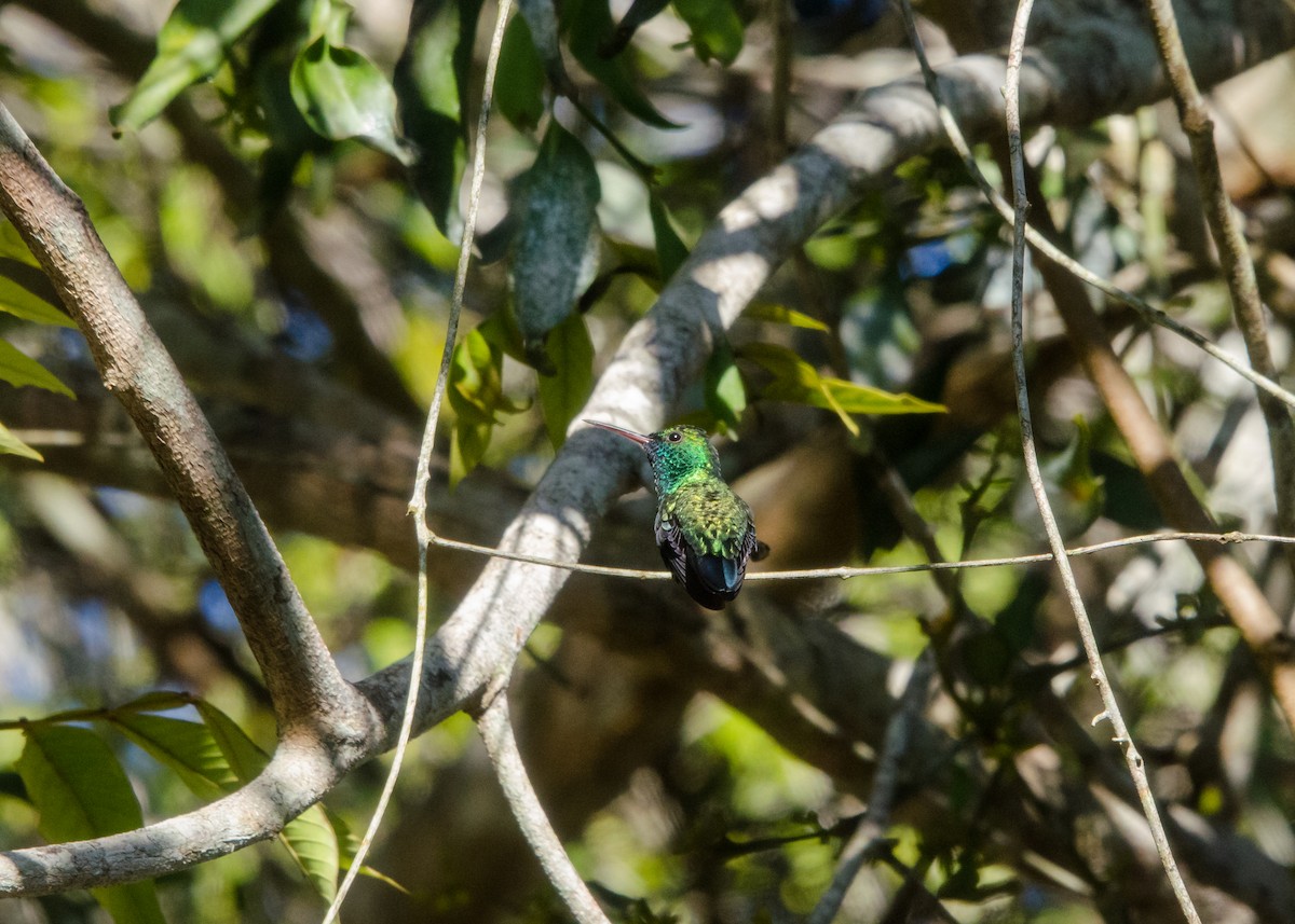 Blue-chinned Sapphire - ML641076529