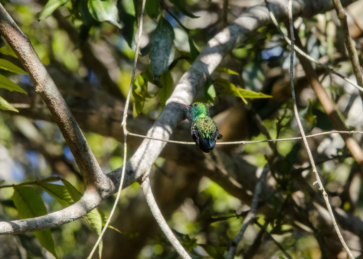 Blue-chinned Sapphire - ML641076531