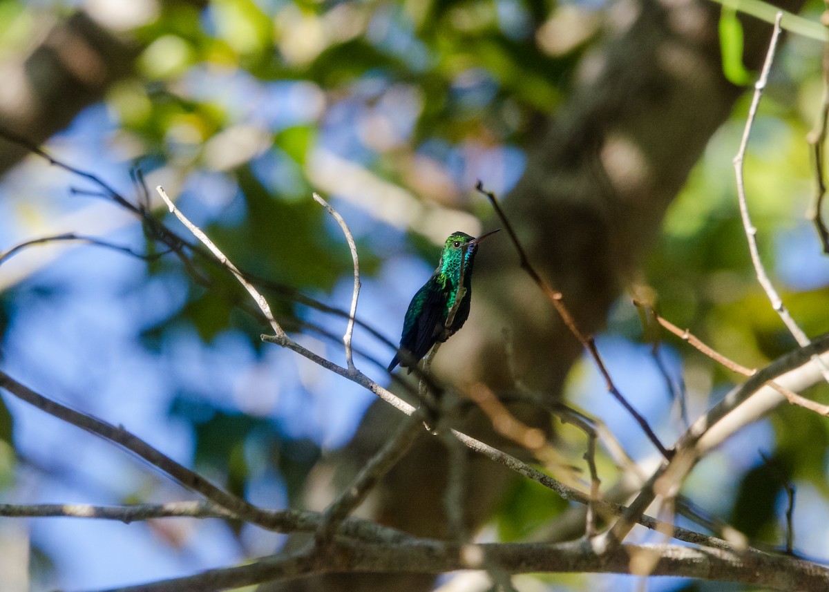 Blue-chinned Sapphire - ML641076533