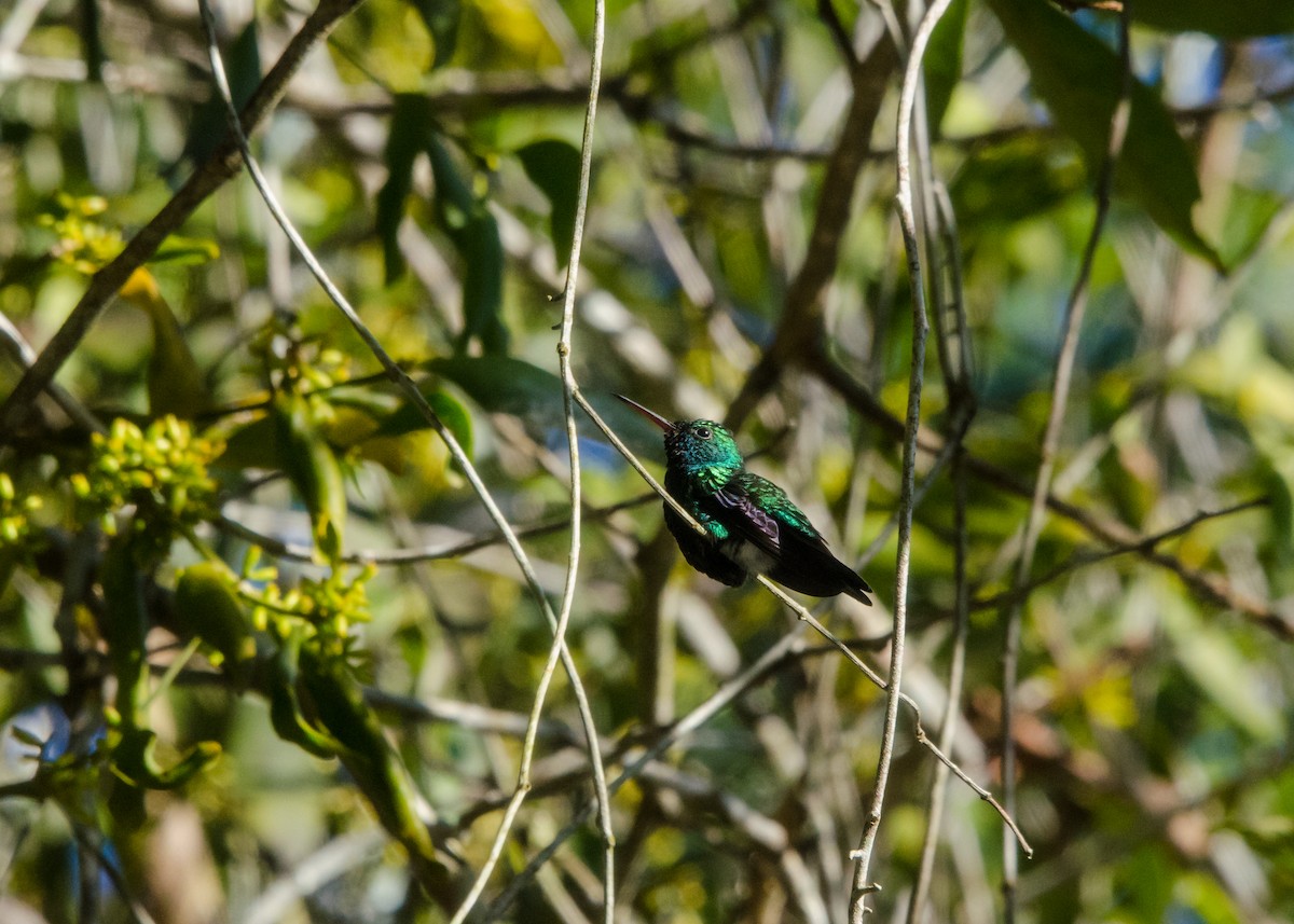 Blue-chinned Sapphire - ML641076535