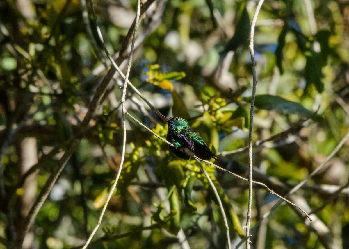 Blue-chinned Sapphire - ML641076536