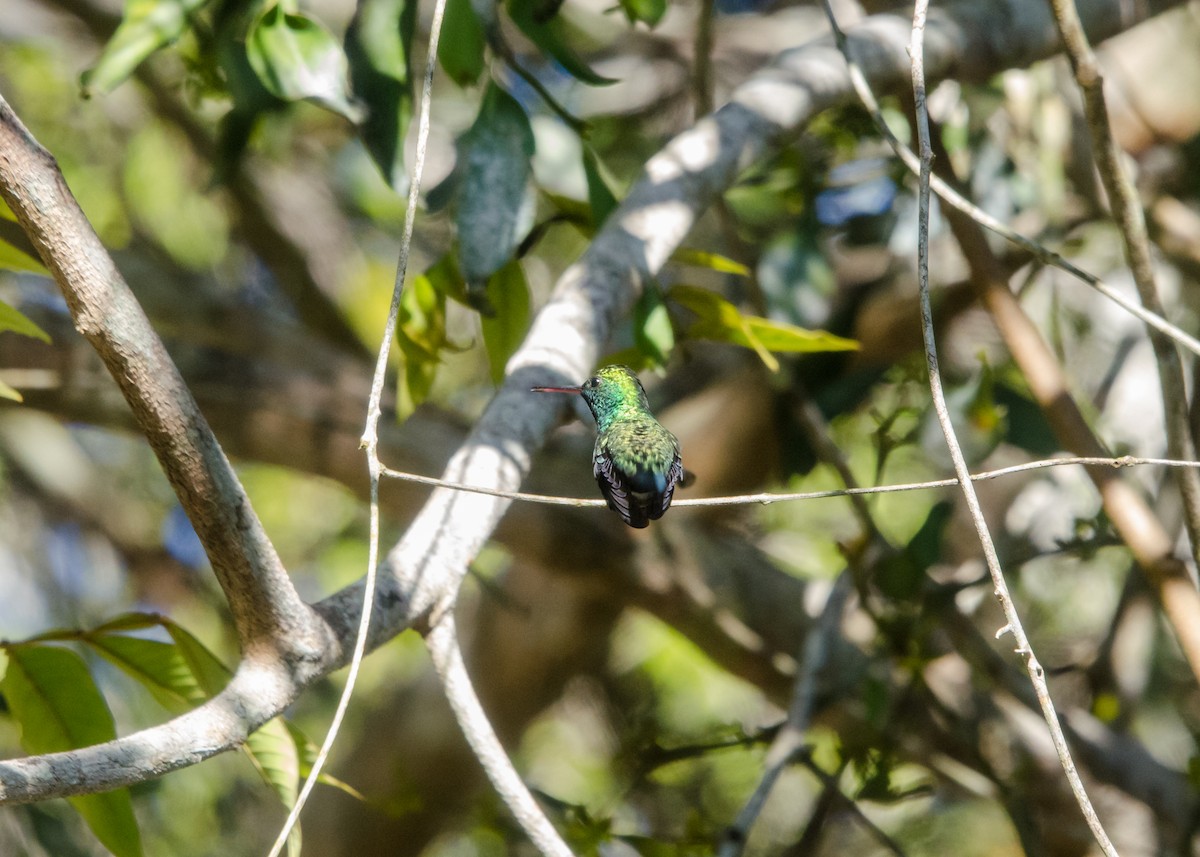 Blue-chinned Sapphire - ML641076538