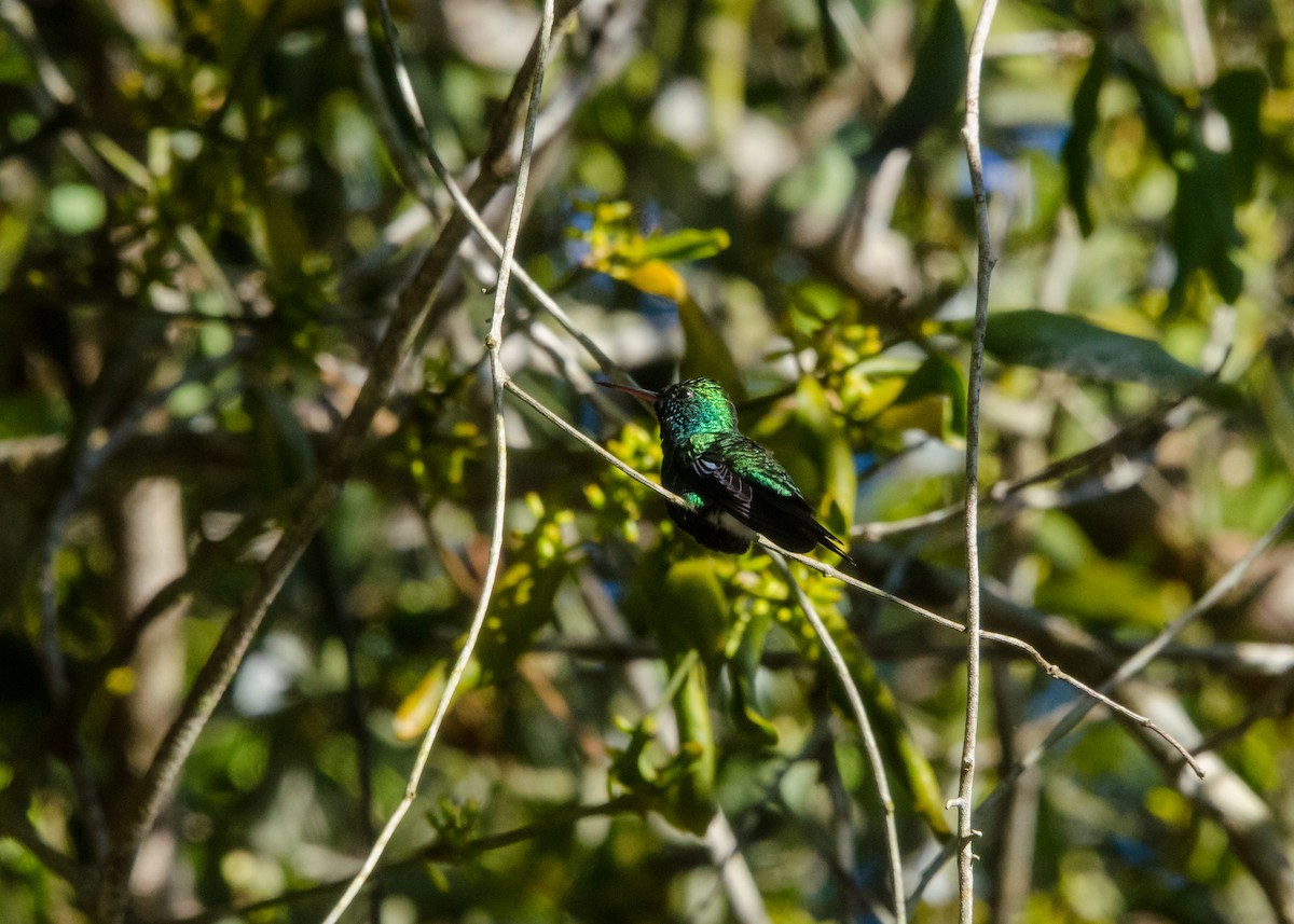 Blue-chinned Sapphire - ML641076540