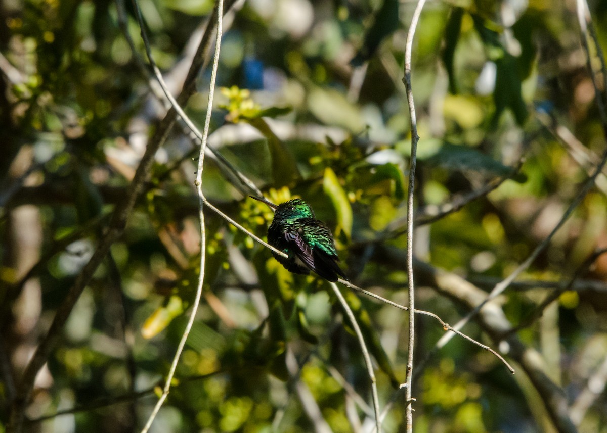 Blue-chinned Sapphire - ML641076542