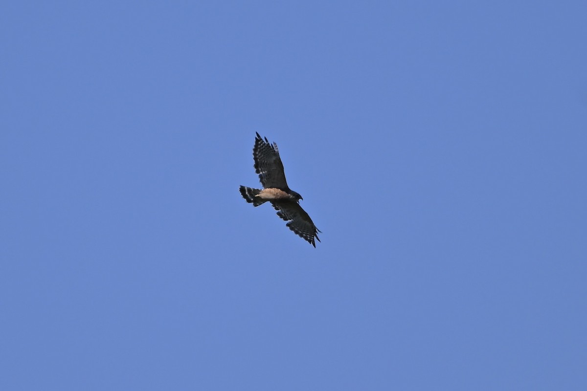 Red-shouldered Hawk - ML641076549