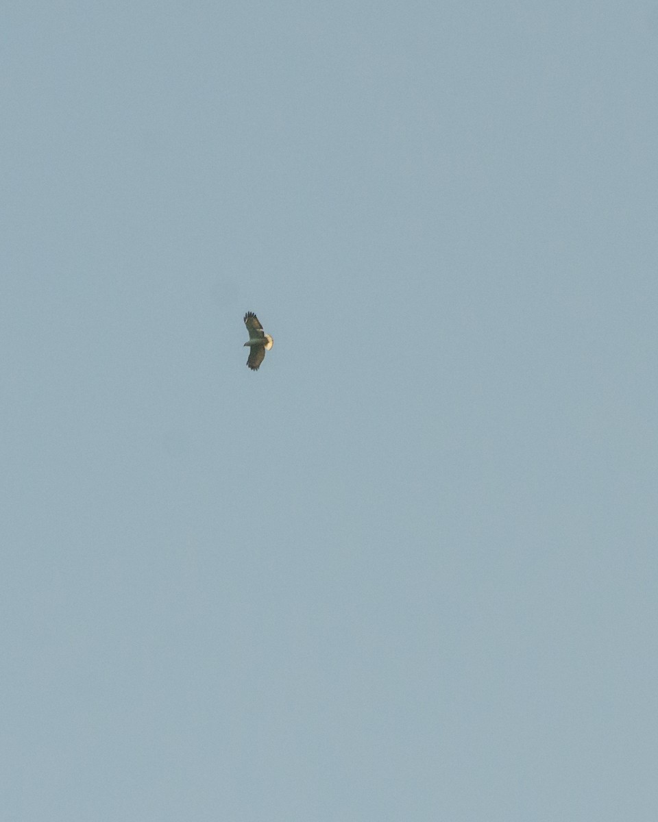 White-necked Hawk - ML641076570