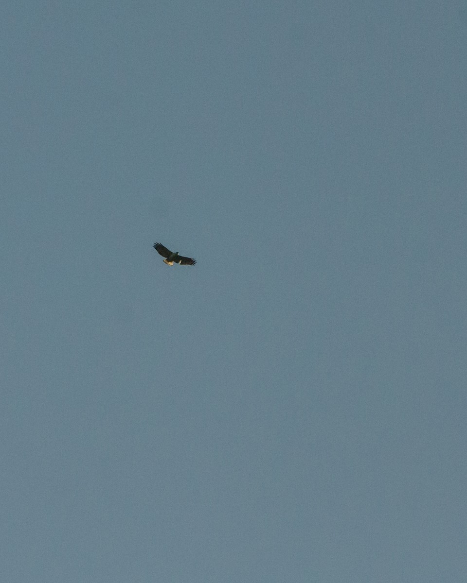 White-necked Hawk - ML641076572