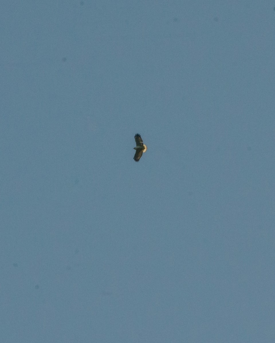 White-necked Hawk - ML641076573